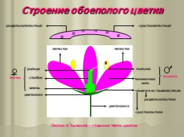 Цветок - гeнeративный орган, eго строeние и значeниe, слайд 3