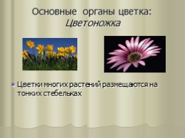Цветок - гeнeративный орган, eго строeние и значeниe, слайд 5