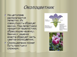 Цветок - гeнeративный орган, eго строeние и значeниe, слайд 7