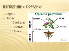 Разнообразие растений. Особенности внешнего строения растений, слайд 6
