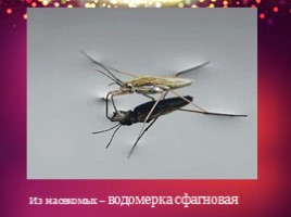 Красная книга Челябинской области (2 класс), слайд 10