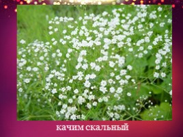 Красная книга Челябинской области (2 класс), слайд 18