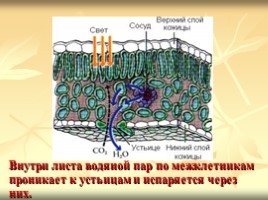 Испарение воды растениями. Листопад, слайд 16