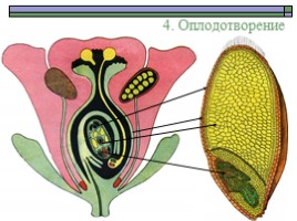 Оплодотворение. Двойное оплодотворение у цветковых растений, слайд 18