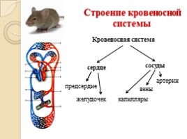 Передвижение веществ в организме животных, слайд 14