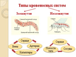 Передвижение веществ в организме животных, слайд 16