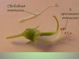 Строение цветка бобовых, слайд 9