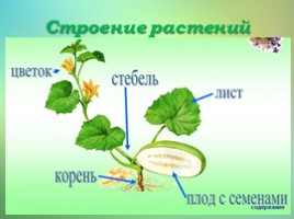 Что общего у разных растений? (3 класс), слайд 3
