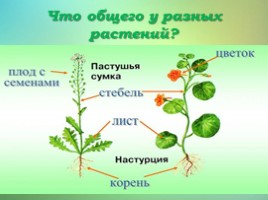 Что общего у разных растений? (3 класс), слайд 4
