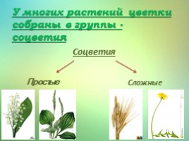 Что общего у разных растений? (3 класс), слайд 9