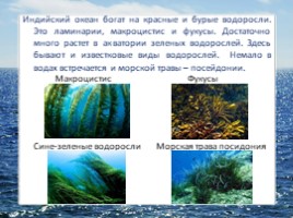 Океаны Земли (4 класс УМК «Гармония»), слайд 12