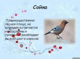 Зимующие птицы Чувашии, слайд 14