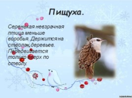 Зимующие птицы Чувашии, слайд 15