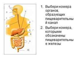Питание и пищеварение (8 класс), слайд 14