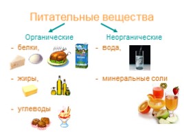 Питание и пищеварение (8 класс), слайд 8