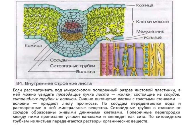 Строение кожицы. Строение клетки листа оливы. Сильно вытянутые клетки с толстыми стенками придают листу прочность?. Проводящая пора структура листа. Из скольких слоев состоит лист.