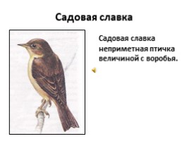 Птицы лесов, садов и парков (7 класс), слайд 13