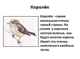 Птицы лесов, садов и парков (7 класс), слайд 16