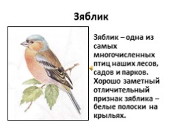 Птицы лесов, садов и парков (7 класс), слайд 17
