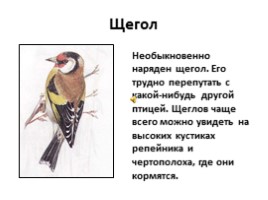 Птицы лесов, садов и парков (7 класс), слайд 18