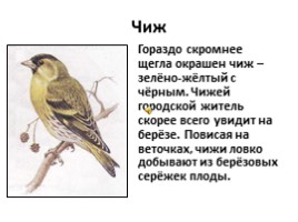Птицы лесов, садов и парков (7 класс), слайд 19