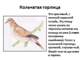 Птицы лесов, садов и парков (7 класс), слайд 2
