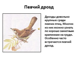 Птицы лесов, садов и парков (7 класс), слайд 3