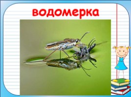 Сложные слова - названия животных, слайд 9