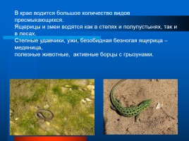 Растительный и животный мир Ставрополья, слайд 10