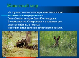 Растительный и животный мир Ставрополья, слайд 6