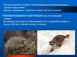Растительный и животный мир Ставрополья, слайд 8