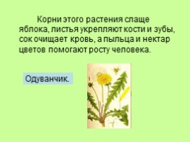 Узнай лекарственное растение, слайд 10