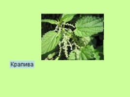 Узнай лекарственное растение, слайд 21