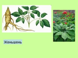 Узнай лекарственное растение, слайд 33