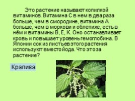 Узнай лекарственное растение, слайд 6