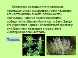 Узнай лекарственное растение, слайд 9