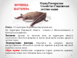 Виды и подвиды млекопитающих внесённых в Красную книгу Кировской области, слайд 4