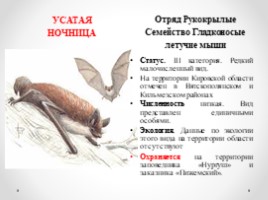 Виды и подвиды млекопитающих внесённых в Красную книгу Кировской области, слайд 5