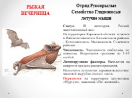 Виды и подвиды млекопитающих внесённых в Красную книгу Кировской области, слайд 6