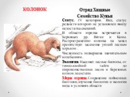 Виды и подвиды млекопитающих внесённых в Красную книгу Кировской области, слайд 7