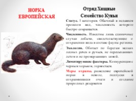 Виды и подвиды млекопитающих внесённых в Красную книгу Кировской области, слайд 8