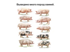 Домашние свиньи (8 класс), слайд 6