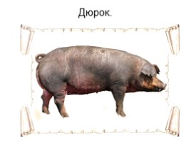 Домашние свиньи (8 класс), слайд 7