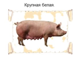 Домашние свиньи (8 класс), слайд 8
