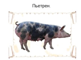 Домашние свиньи (8 класс), слайд 9