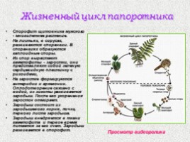 Отдел Папоротниковидные (7 класс), слайд 12