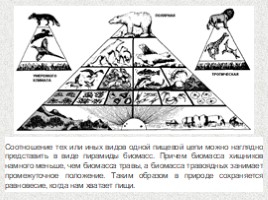 Экологическая пирамида (11 класс), слайд 7