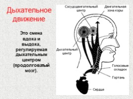 Регуляция дыхания (8 класс), слайд 2