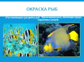 Рыбы: общая характеристика и внешнее строение (8 класс), слайд 10
