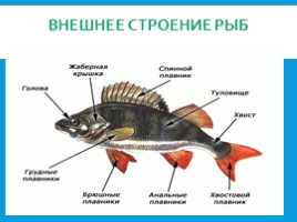 Рыбы: общая характеристика и внешнее строение (8 класс), слайд 11